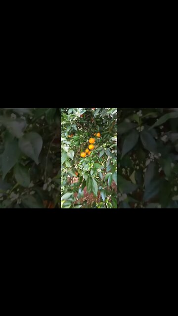 Willow Mandarin fruit flowers and new leaves all at once