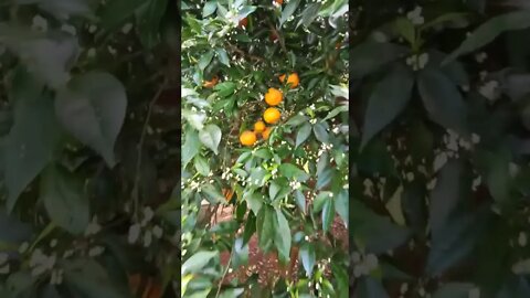 Willow Mandarin fruit flowers and new leaves all at once