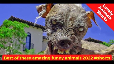 Best of these amazing funny animals 2022