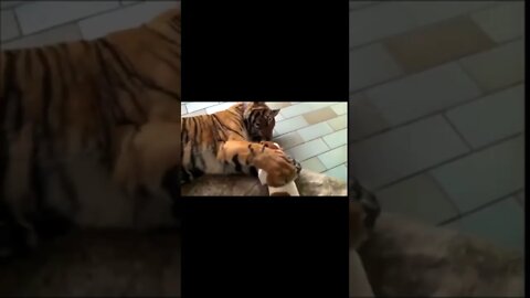 Cat Plays With Dog :) #shorts #cats #dogs #tiger #funny #like #subscribe