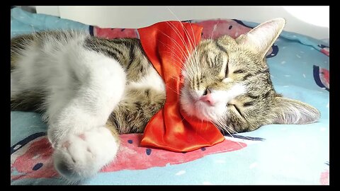 Cat Photography