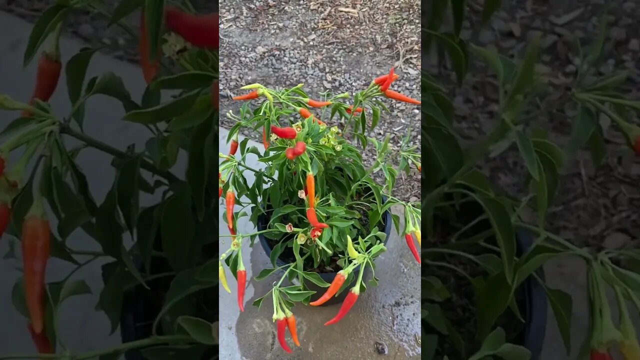 My Little Pepper Plant