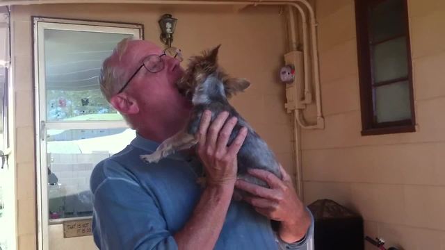 "A Man Holds A Yorkshire Terrier And Use It As A Mouth Cleaner"