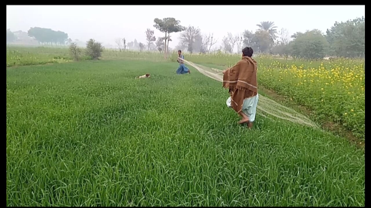 Amazing Hunting batair ka shekar in Pakistan