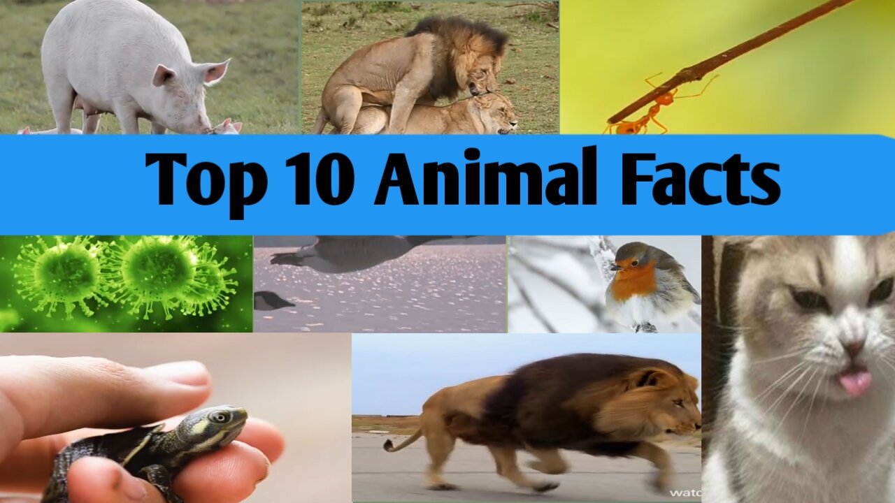 Top 10 Animal Facts to Make You Sound Smarter