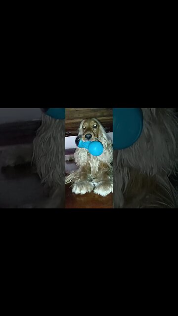 #dogshow , #animals , #dogs , #shorts