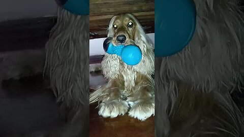 #dogshow , #animals , #dogs , #shorts