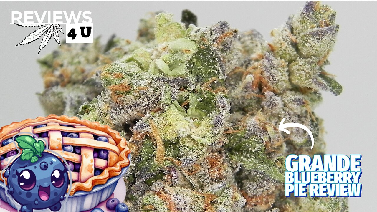 GRANDE BLUEBERRY PIE STRAIN REVIEW | REVIEWS 4 U - DANK BUD