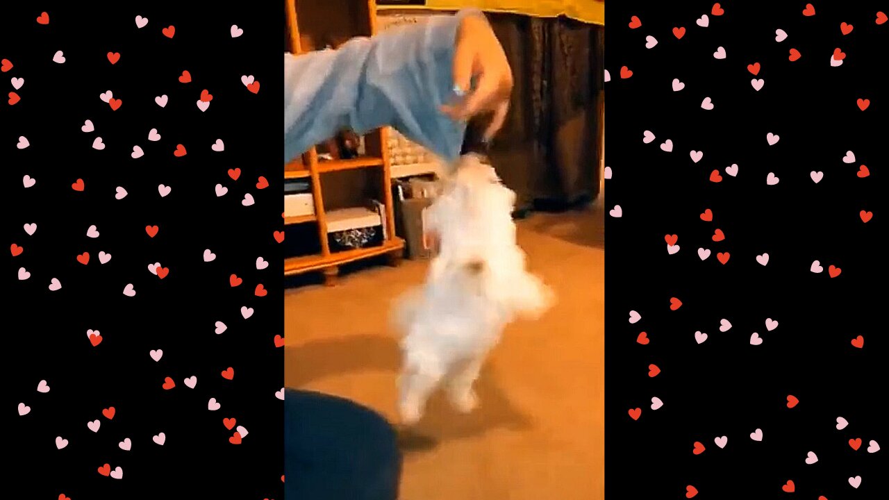 resilient little pup just wont let go LOL!!! + more cute clips