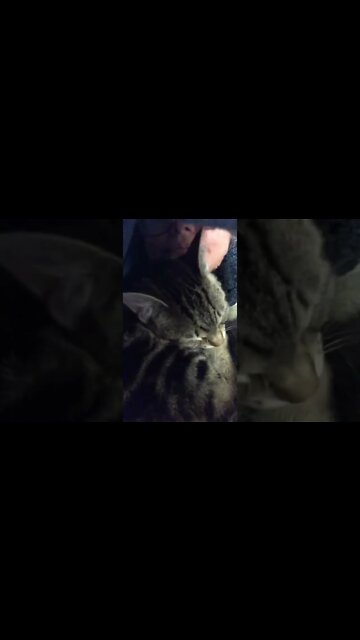 Puff the feral kitten 💕