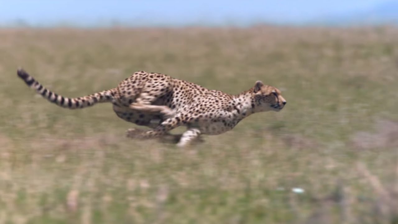 Cheetah has runing