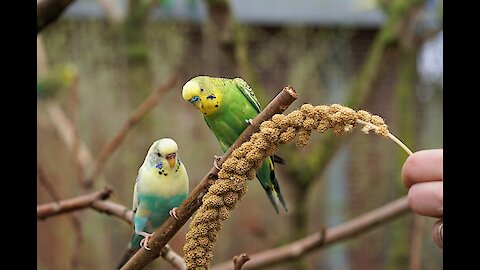 Tips when u caring for pet birds