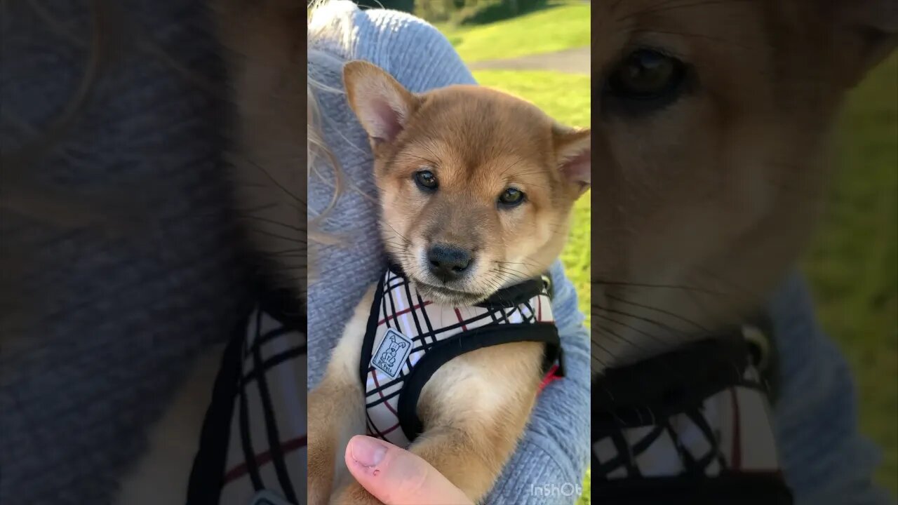 Zara’s new Shiba buddy Uno! #shibainu #adorabledog