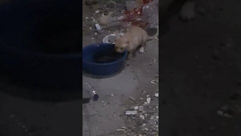 Cute and Healthy Cat is drinking water | Makkah | Night
