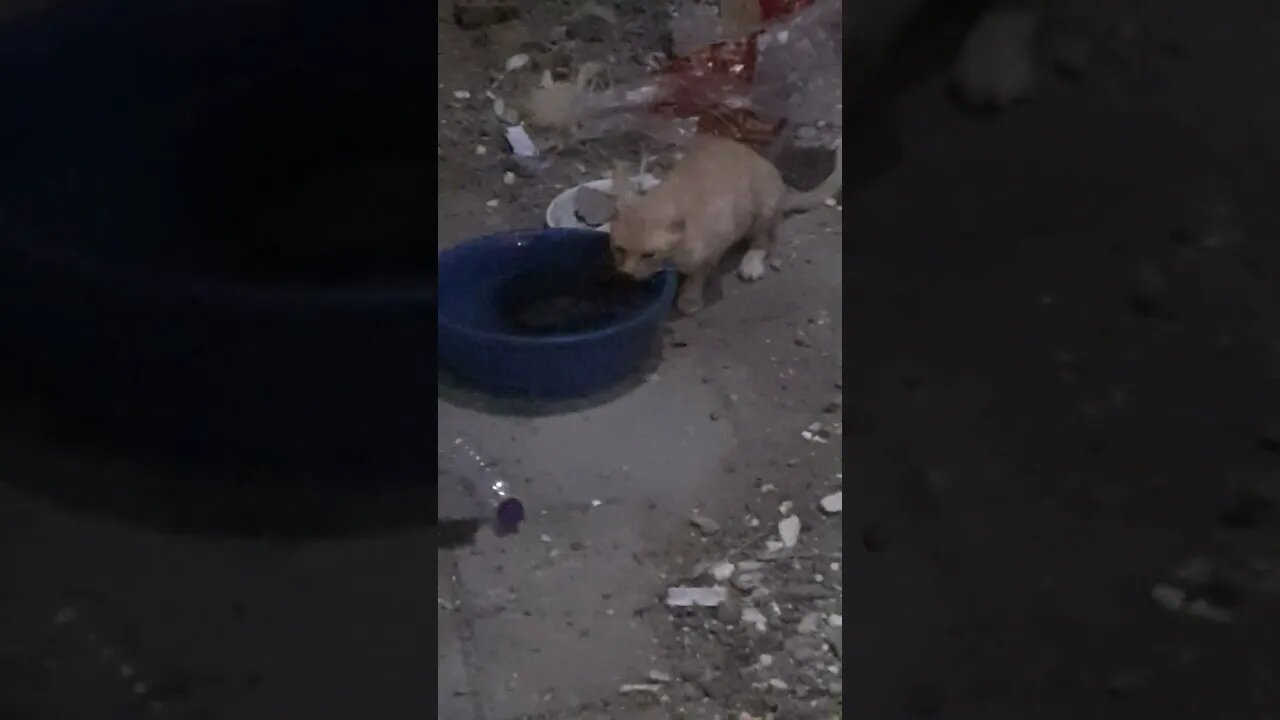 Cute and Healthy Cat is drinking water | Makkah | Night