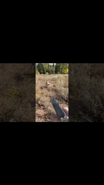 Mountain Lion VS Hunter 😅