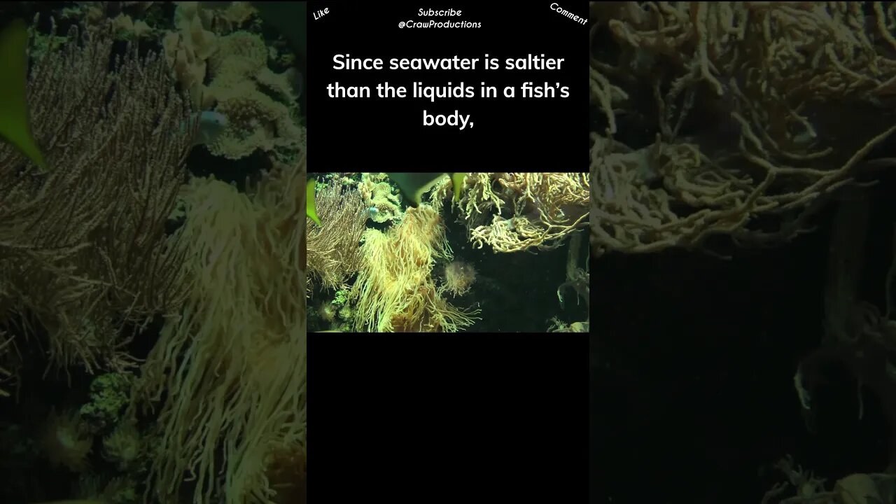 Saltwater fish need to drink more water than freshwater fish #fish #shorts