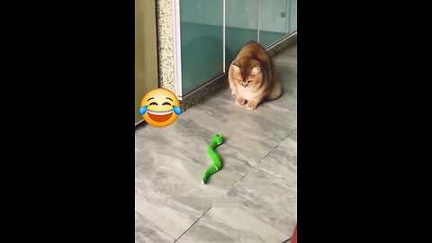 Funny videos of dogs and cats 🐱🐶