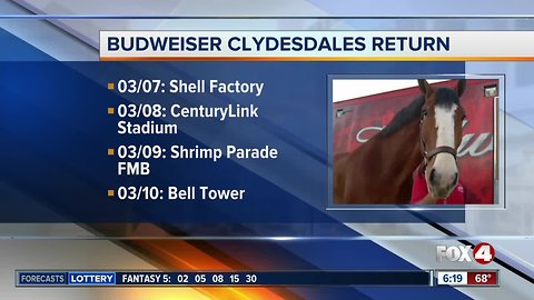 Popular Clydesdales to make Southwest Florida appearances in early March