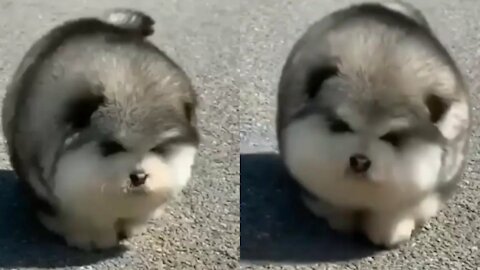 Cute fluffy dog taking a walk