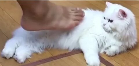 Fluffy Persian Cat Hates Touch By Feet