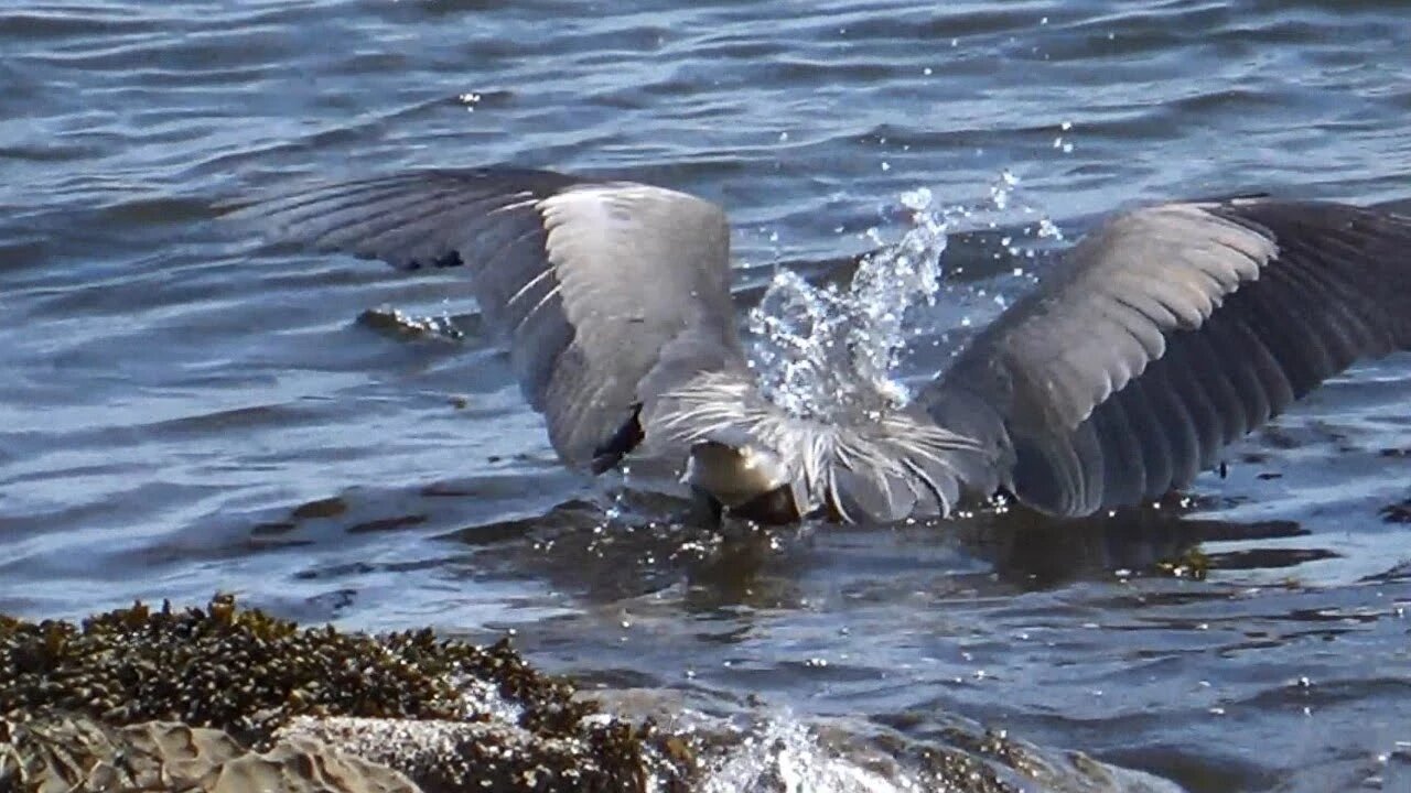 Great Blue Heron Catches Fish in the Ocean on Protection Island in Nanaimo, BC