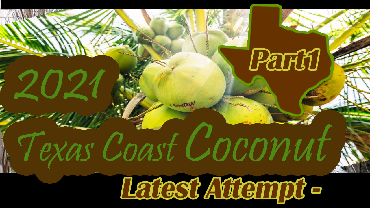 Texas Coast Coconut Tree Part1