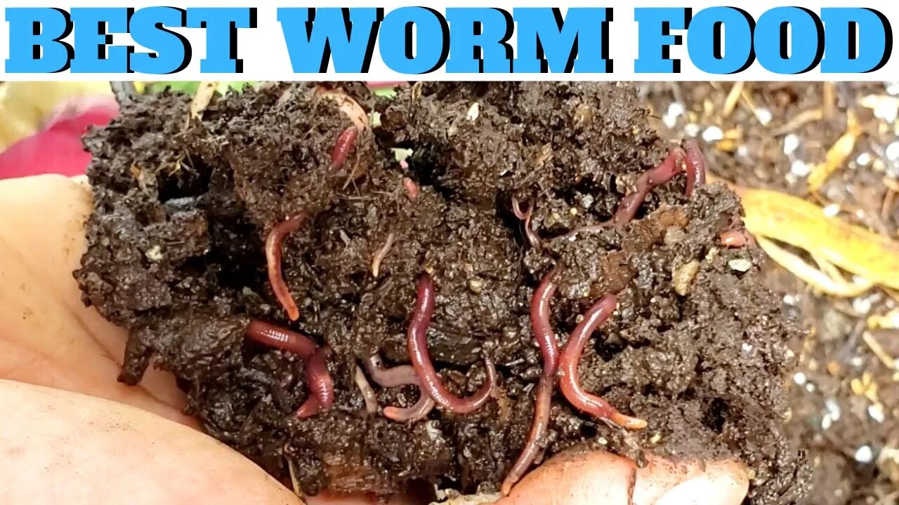 What to Feed Worms: Vermicompost Made EASY