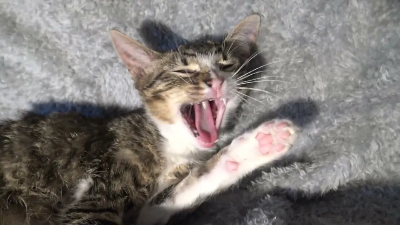 Grooming Makes Me Yawn