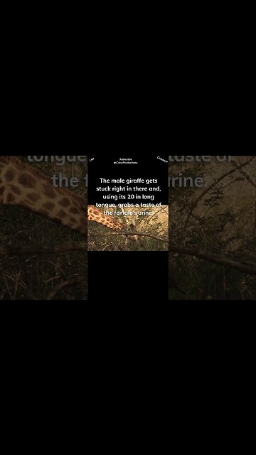 There are a few unique and weird things about giraffes’ mating season #giraffe #shorts