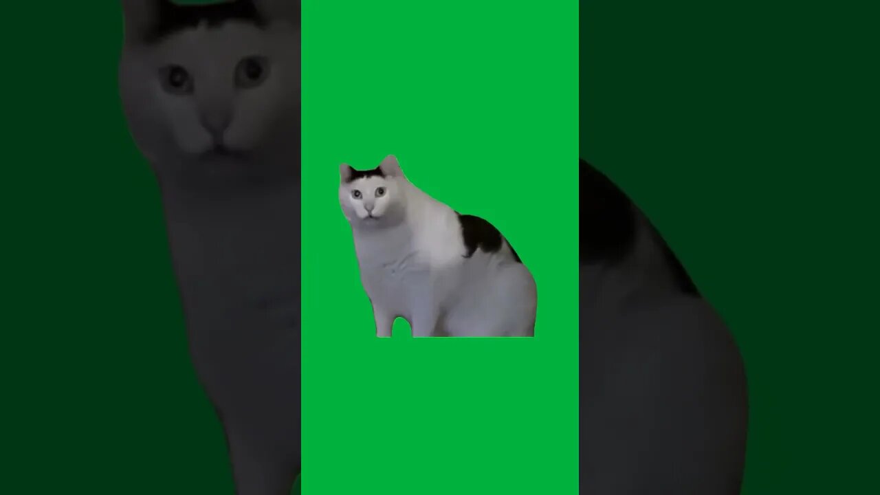 Cat "Huh?" Meme Green Screen #funny #trending #memes #shorts #greenscreen #cat #animals