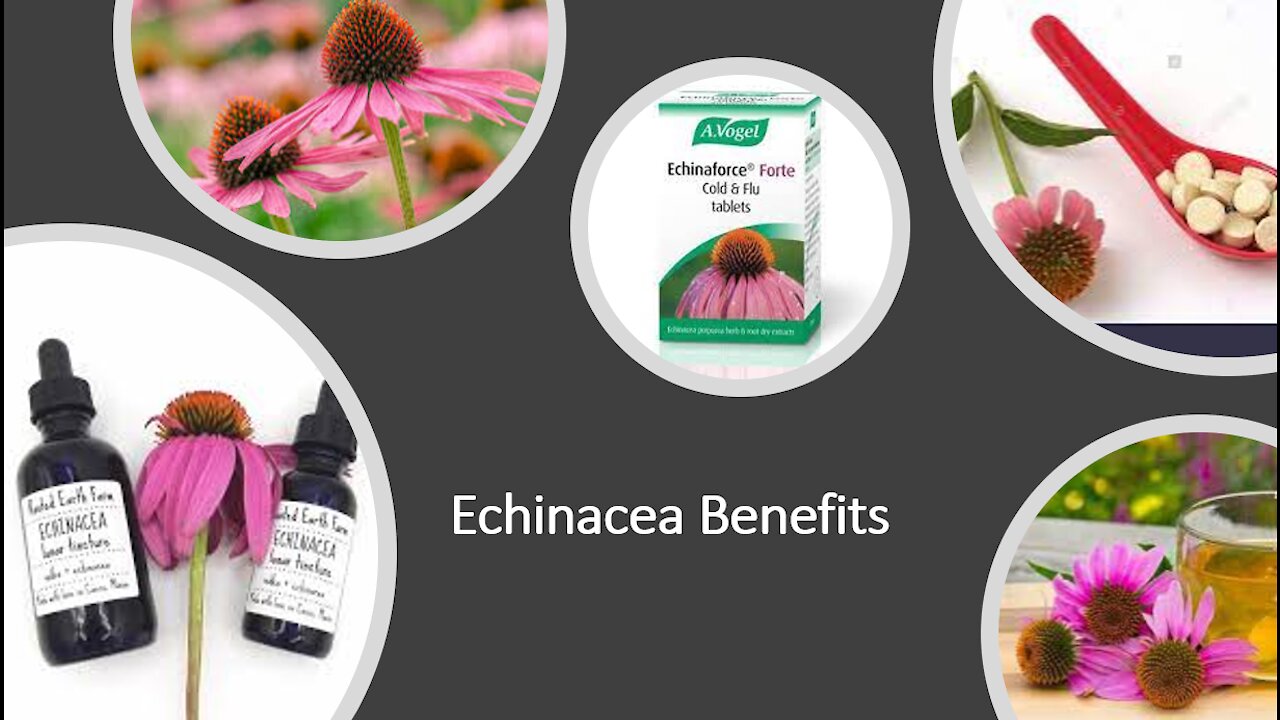 Echinacea Benefits