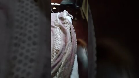 #dogshow , #animals , #dogs , #shorts