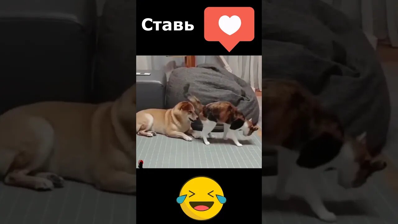 #shorts Смешные Коты Из Тик Тока 68 Funny Cats From Tiktok