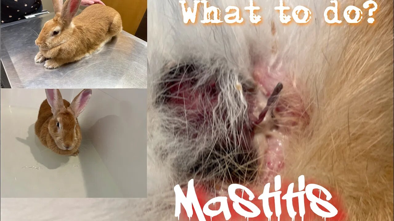 What to Do if your Rabbit has Mastitis | Sovereign Provisions Homestead