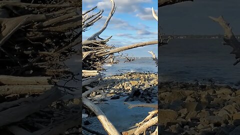 🏝️ Late Afternoon on Driftwood Beach 🏝️ 14 #shorts