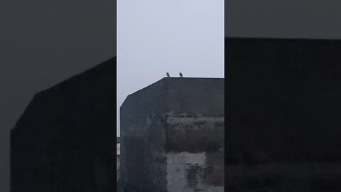 Owls enjoying the evening