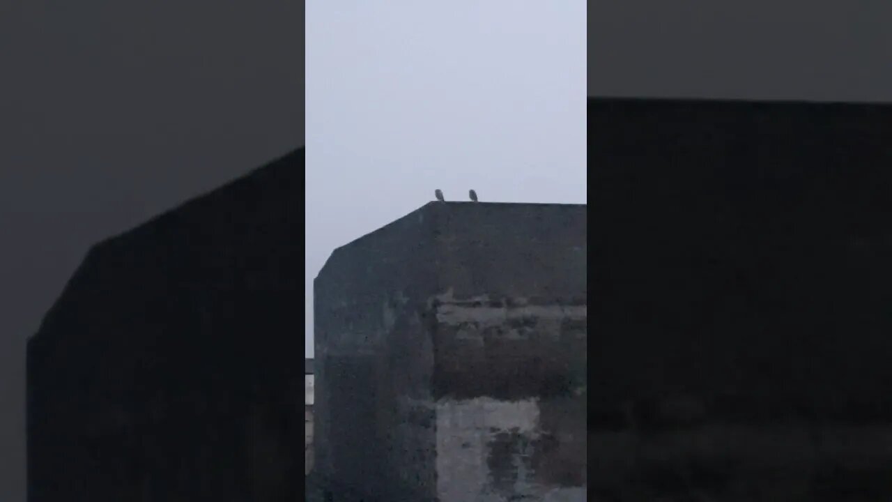 Owls enjoying the evening