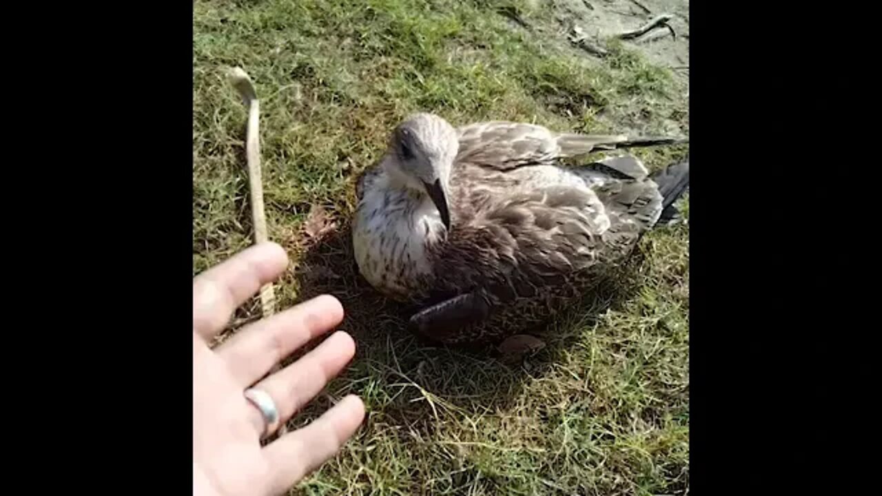 Watch This Weird Seagull That Doesn't Want To Fly Anymore