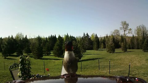 Another hummingbird
