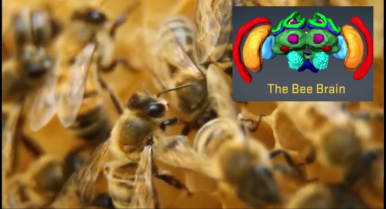 Documentary: Bee Brain - Hive Colony Democracy Communication - Swam Intelligence