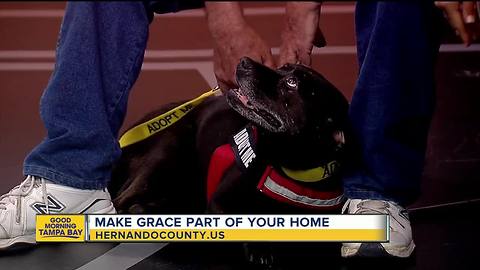 Rescues in Action June 23 | Grace needs furever home