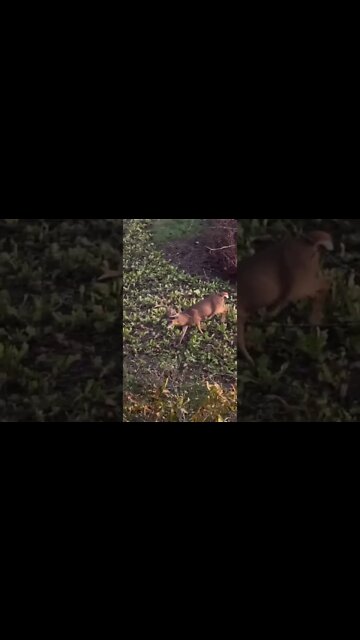 GIANT 4 Yr Old Buck Gets The Pass! Would You Do The Same?