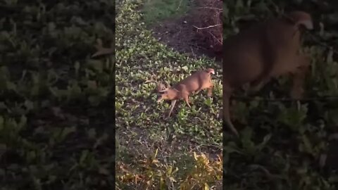 GIANT 4 Yr Old Buck Gets The Pass! Would You Do The Same?