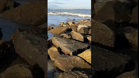 #Driftwood #Beach 🌊 in the #goldenhour 🌅 28 #shorts