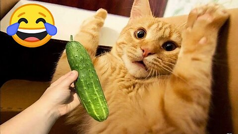 Animal Antics and Amusements -😹🐶 - Funniest Animals Videos 2023 |Crazy Pets