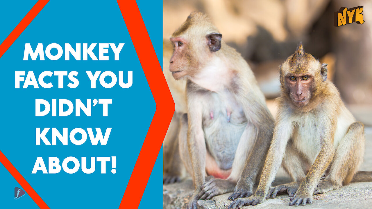 Top 4 Awesome Facts About Monkeys