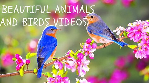 Beautiful Animals and Birds