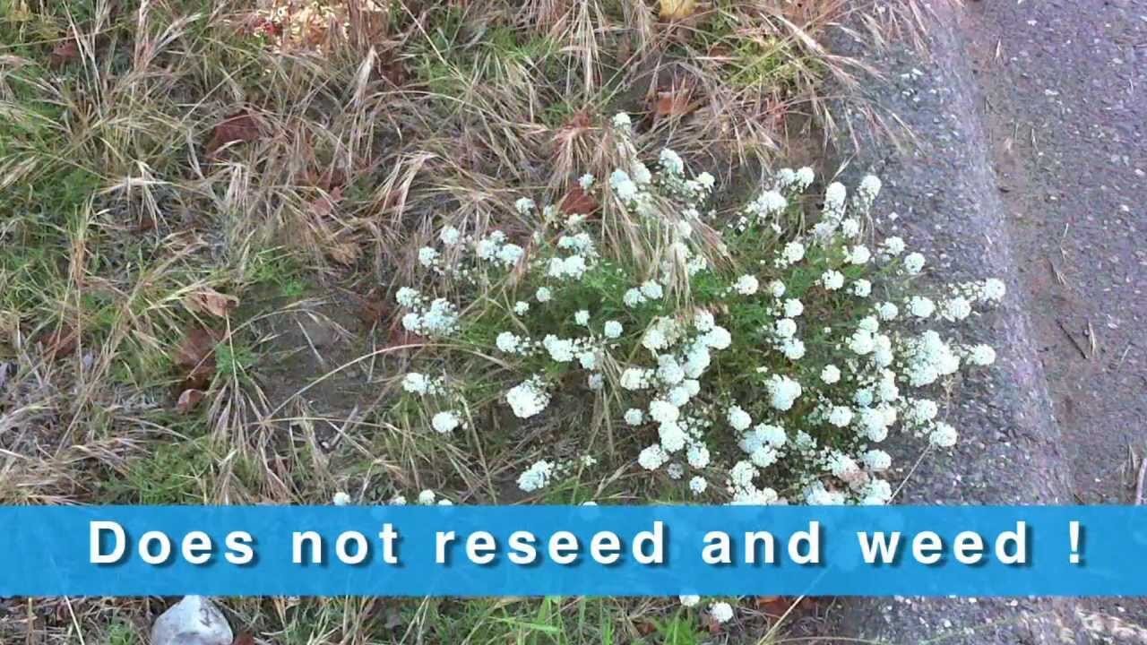 How Plants are Bred to Become Proven Winners Plants Video