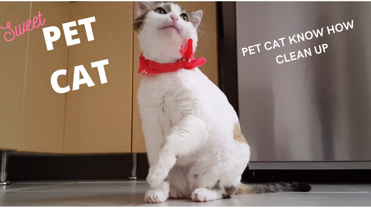 PET CUT KNOW HOW TO CLEAN UP EACH OTHER l PET CAT GIVE YOU ATTENTION WHENEVER PLEASES